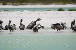 Image of Brown Pelican