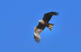 Image of Black Kite