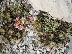 Image of Livelong Saxifrage