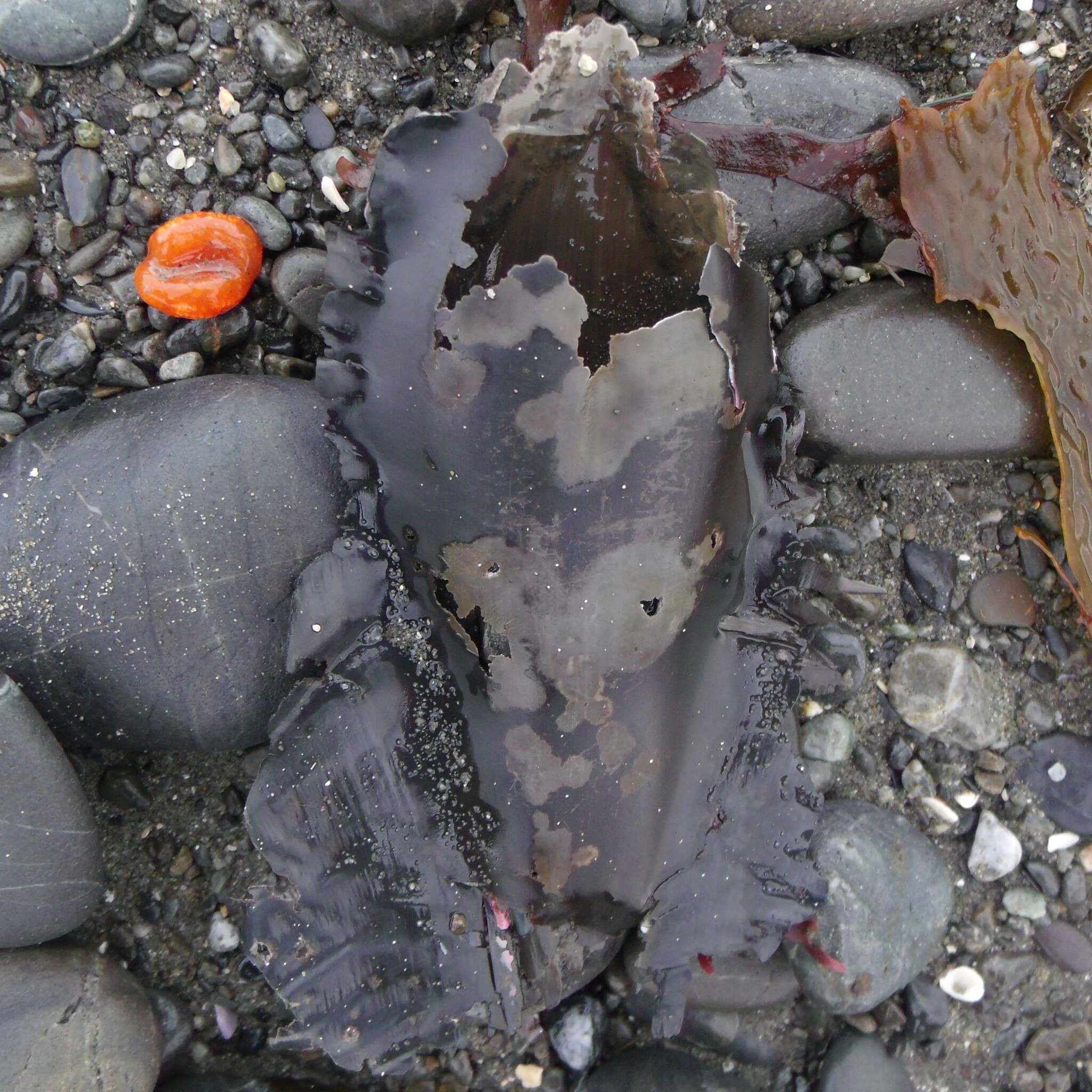 Image of Elephant Fish