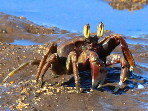 Image of Horned Ghost Crab