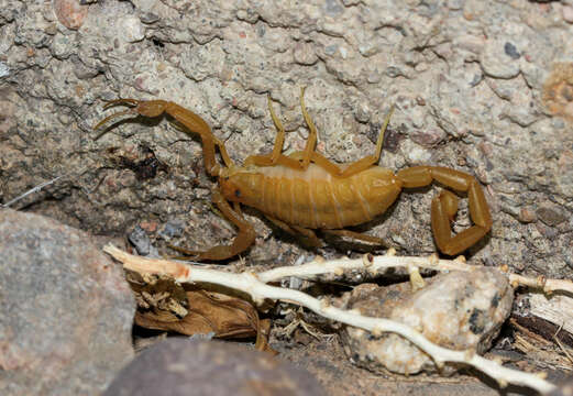 Image of Arizona Bark Scorpion