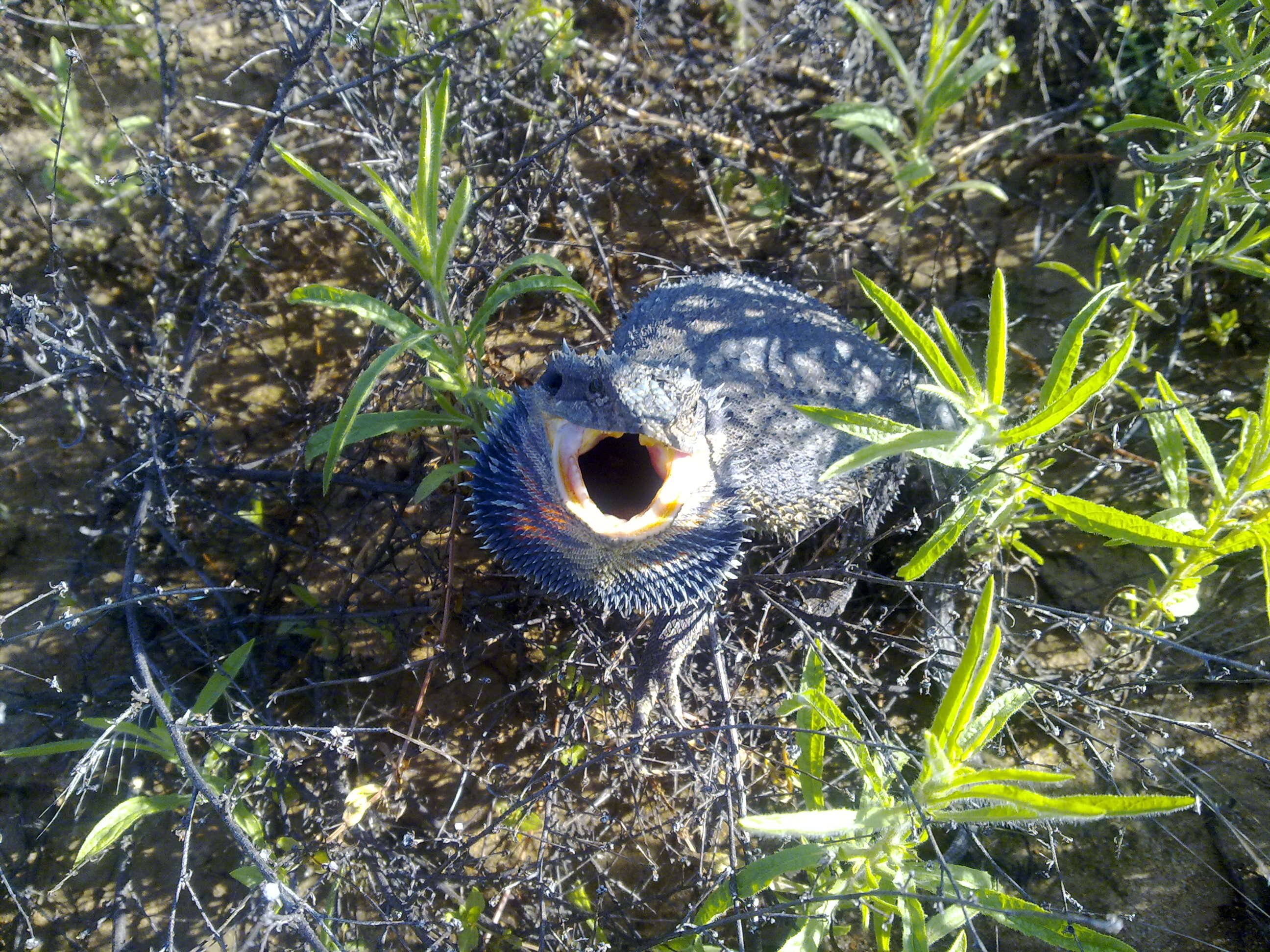 Image of Bearded Dragon