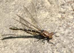 Image of Zebra Clubtail