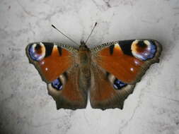 Image of Aglais io