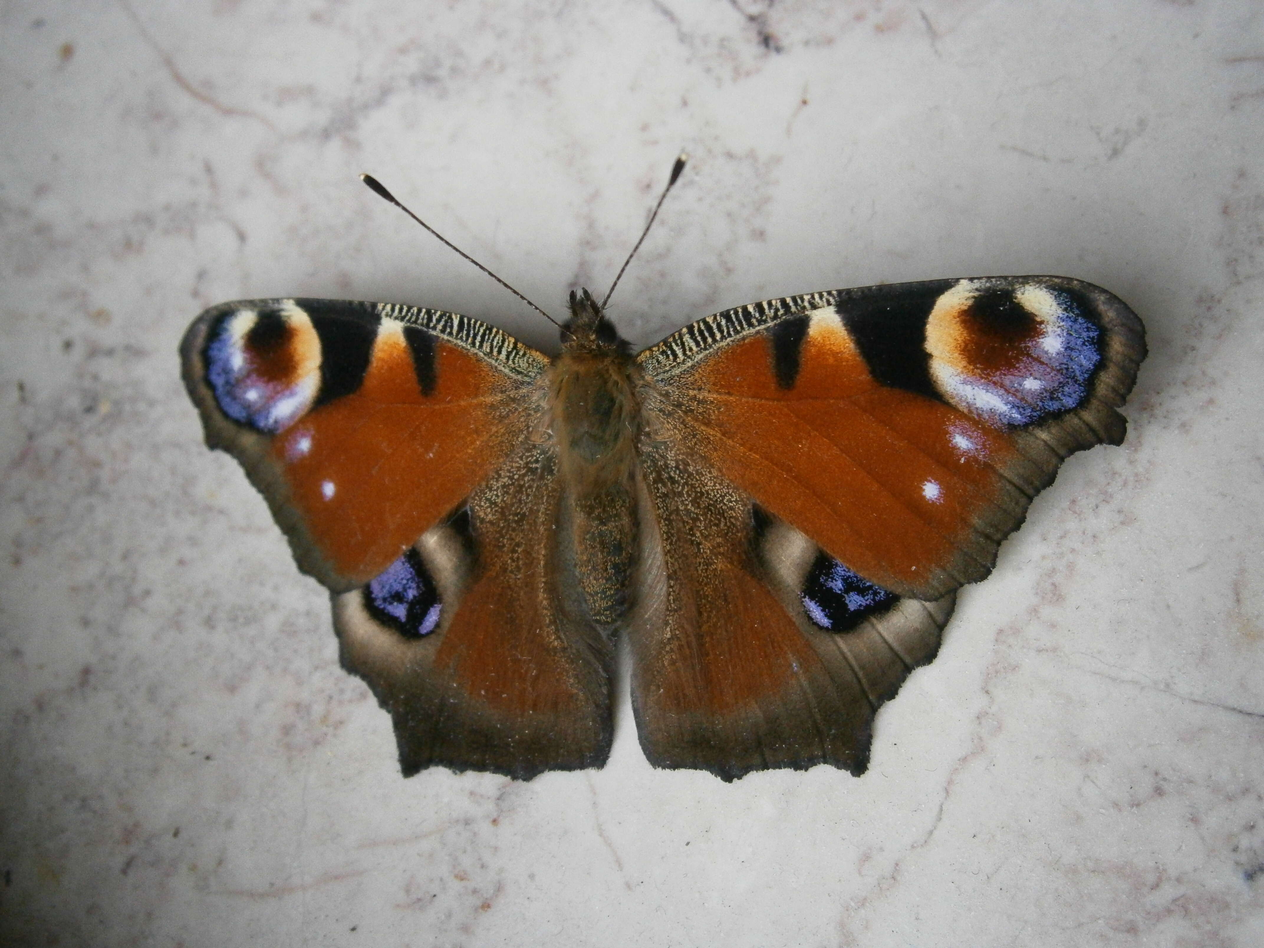 Image of Aglais io