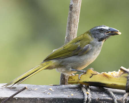 Image of Buff-throated Saltator