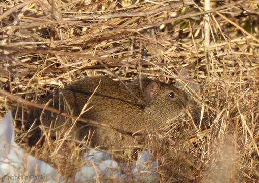 Image of Brazilian Guinea Pig