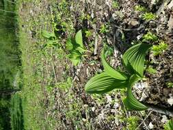 Image of black false hellebore