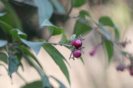 Image of purple cestrum