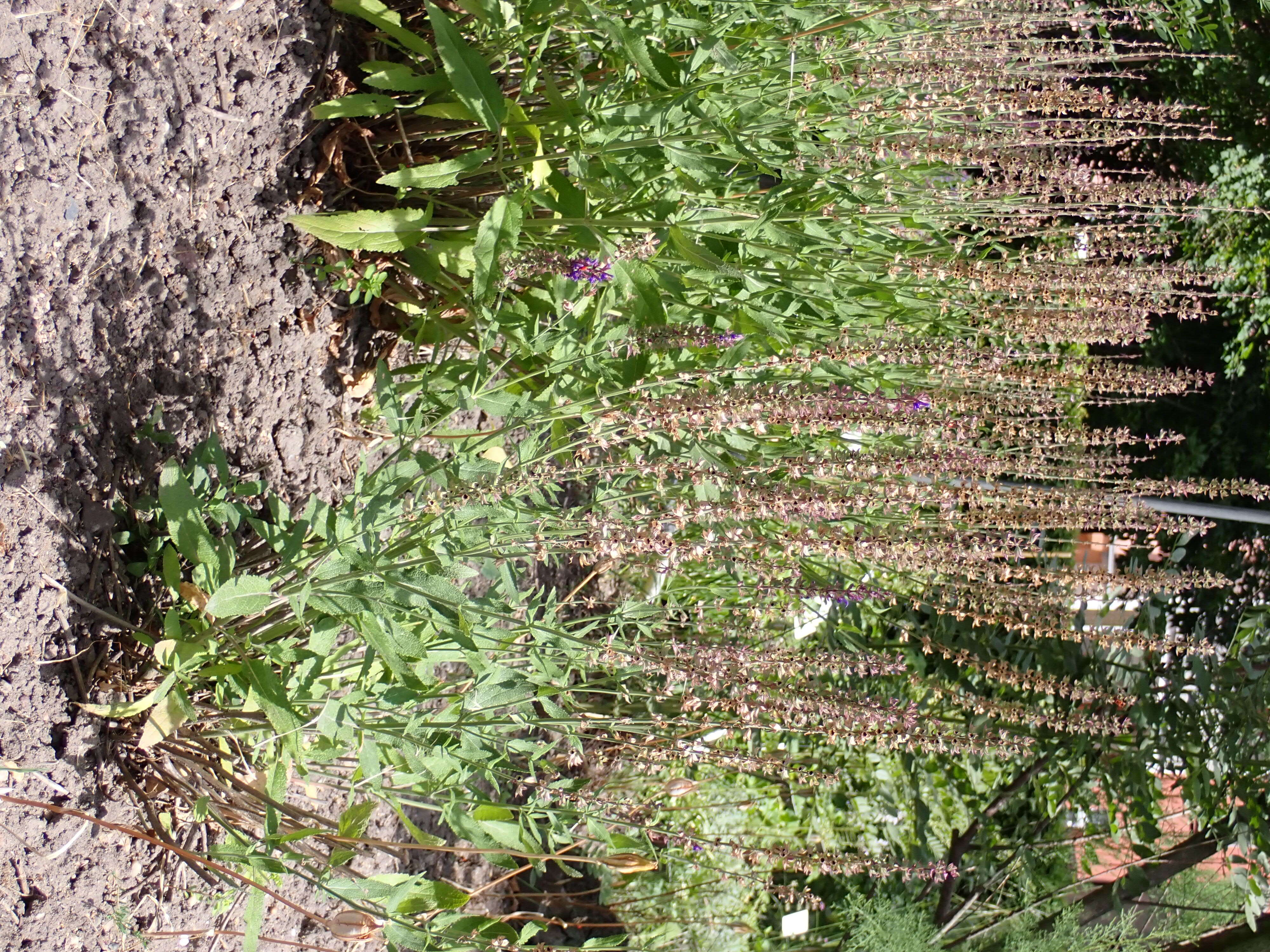 Image of Salvia przewalskii Maxim.