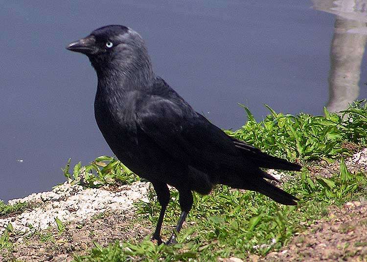 Image of Eurasian Jackdaw