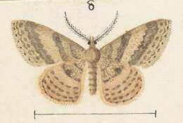 Scopula rubraria Doubleday 1843 resmi