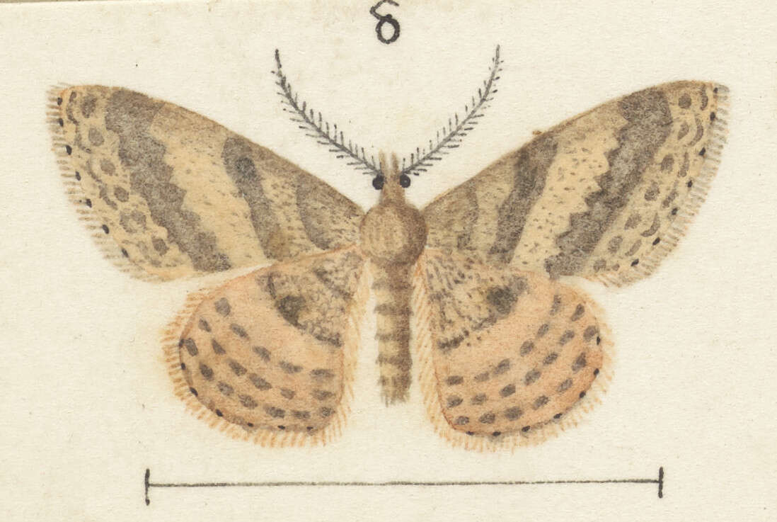 Scopula rubraria Doubleday 1843 resmi