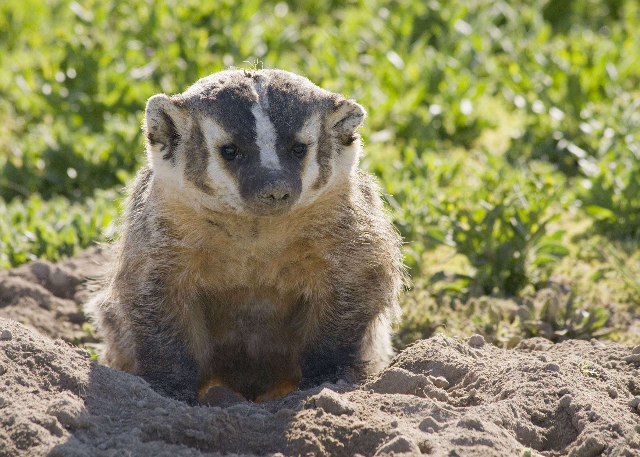 Image of badger