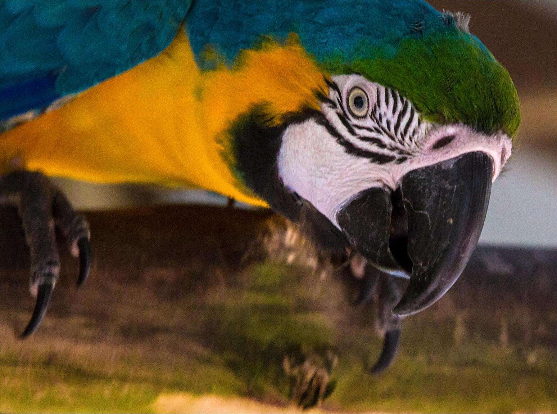 Image of Blue-and-yellow Macaw