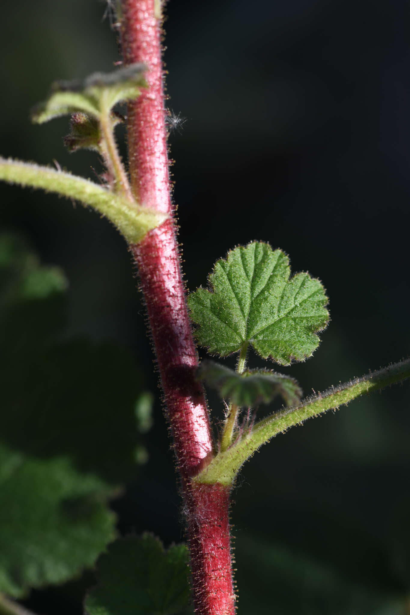 Image of Moreno currant