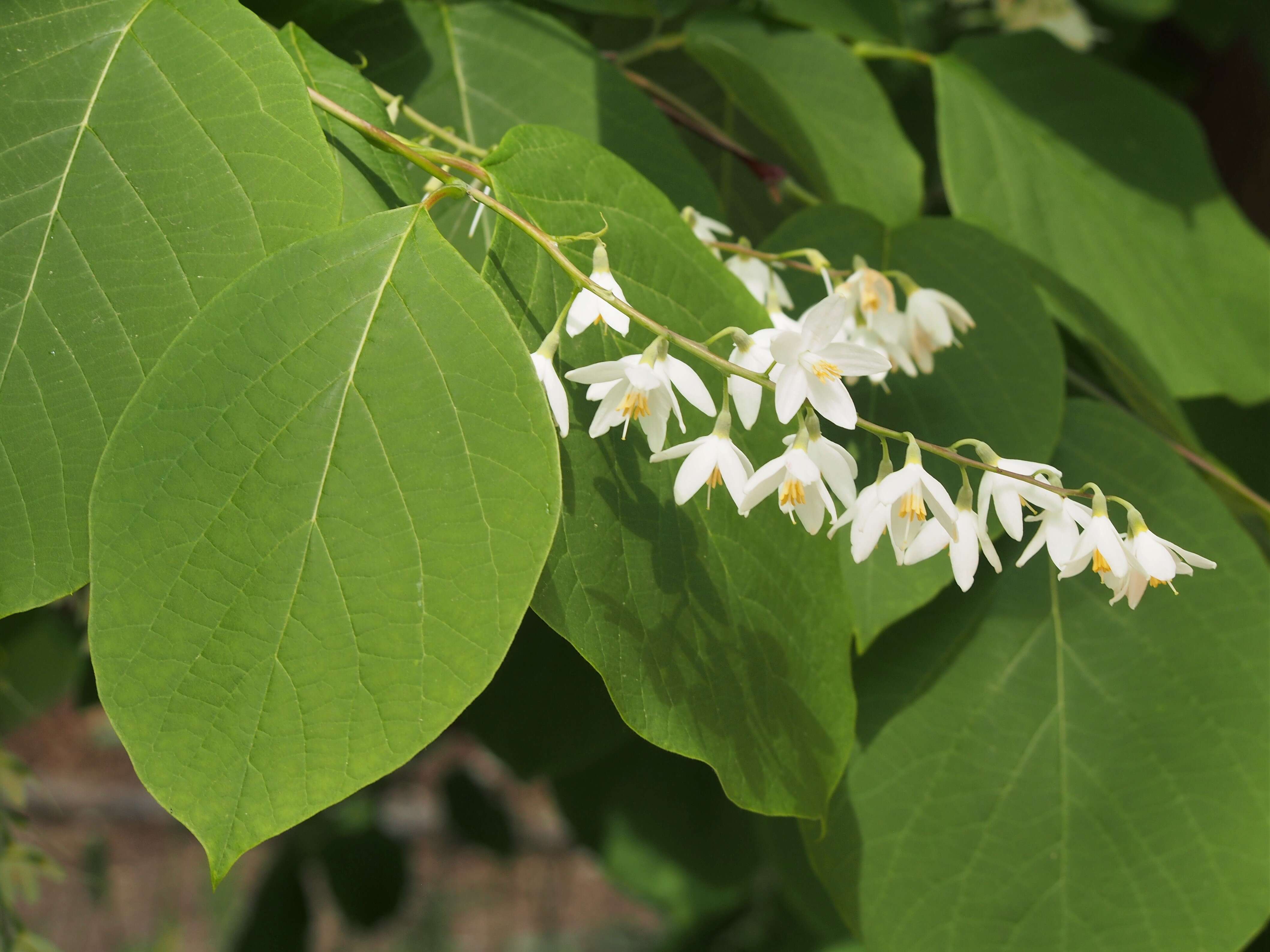 Plancia ëd Styrax obassia Siebold & Zucc.