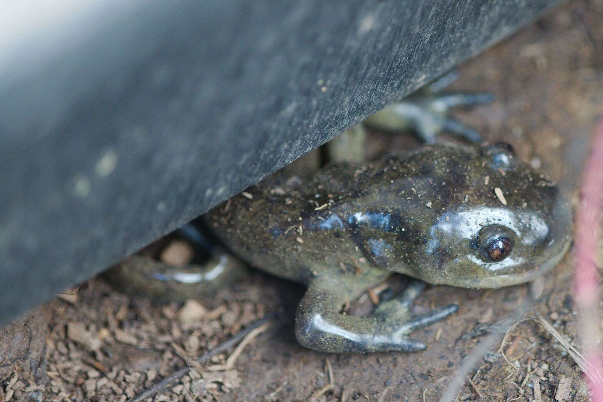 Image of Barred Tiger Salamander