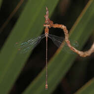 Слика од Lestes tenuatus Rambur 1842