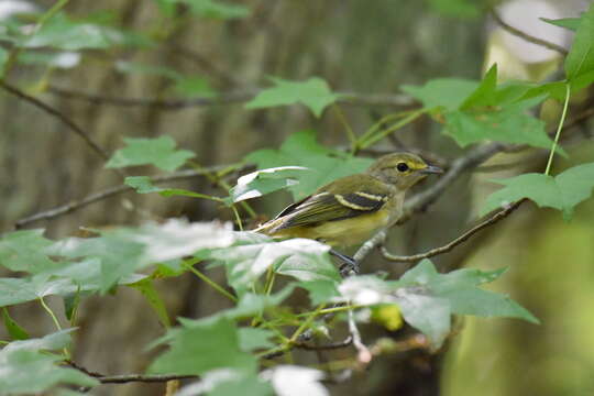 Слика од Vireo griseus (Boddaert 1783)