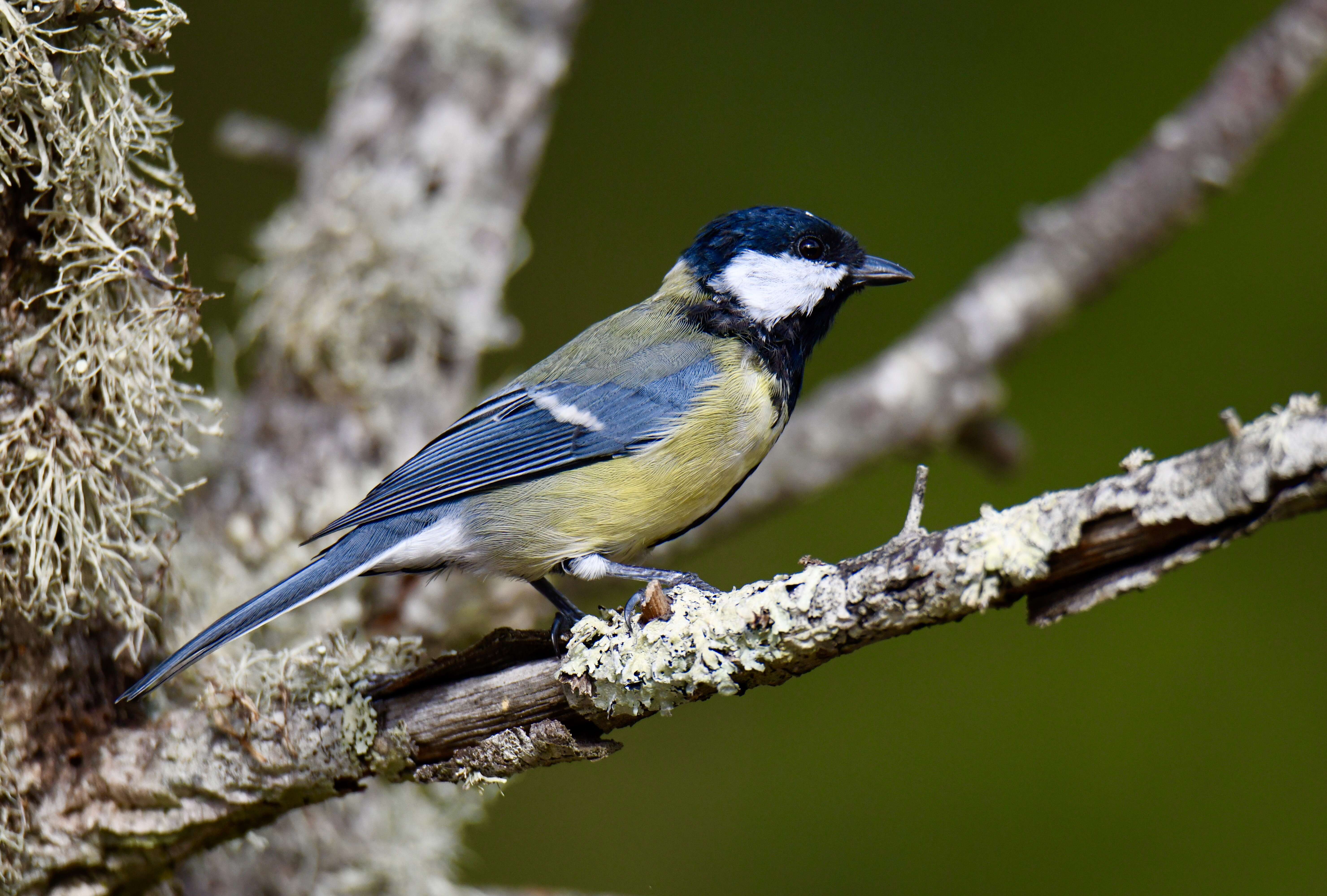 Image of Great Tit