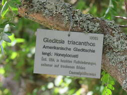 Plancia ëd Gleditsia triacanthos L.