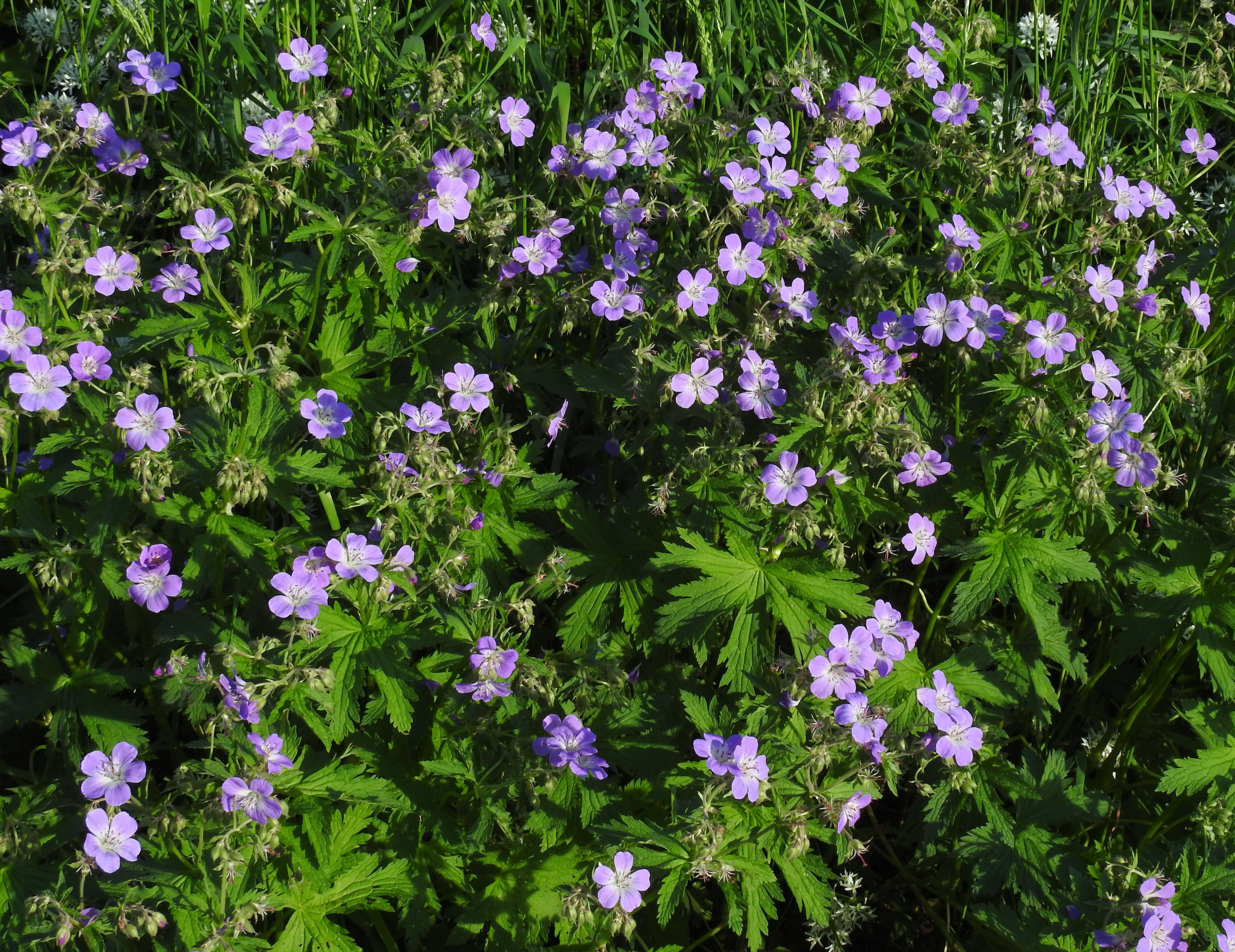 Image of Wood Crane's-bill