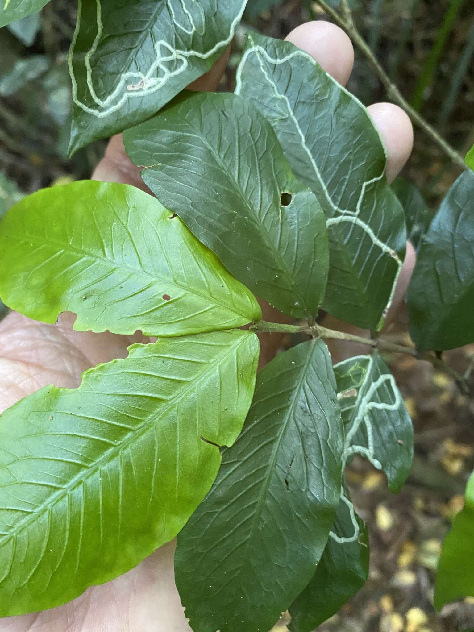 Image of Atractocarpus chartaceus (F. Muell.) Puttock