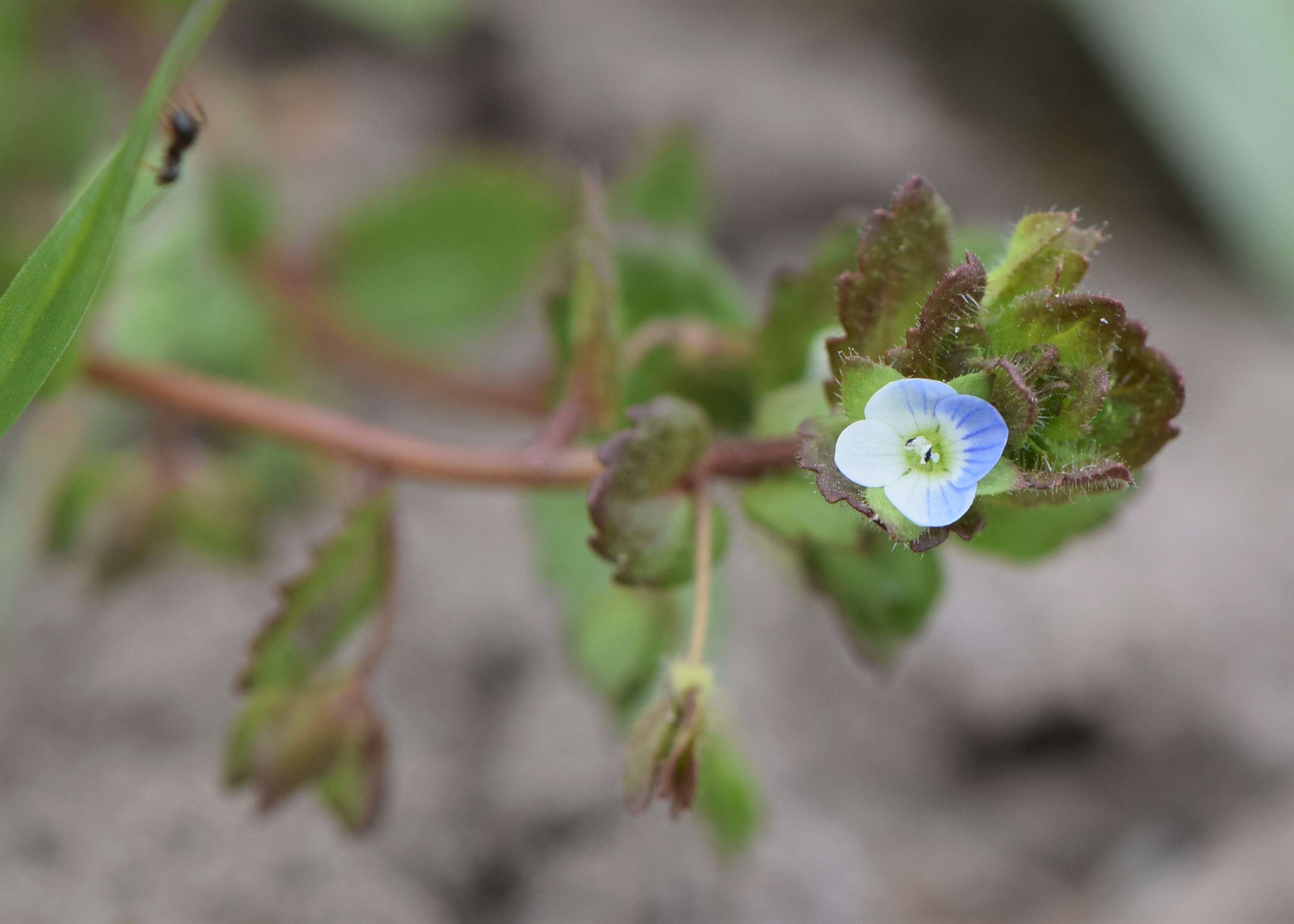 Image of Grey Field-speedwell