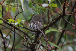 Image of Collared Owlet