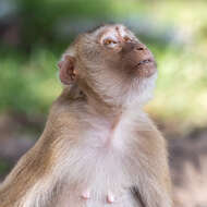 Image of Long-tailed Macaque