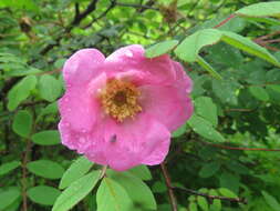 Image of Rosa macrophylla Lindl.