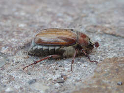 Image of chestnut cockchafer