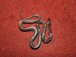 Image of Common Wolf Snake