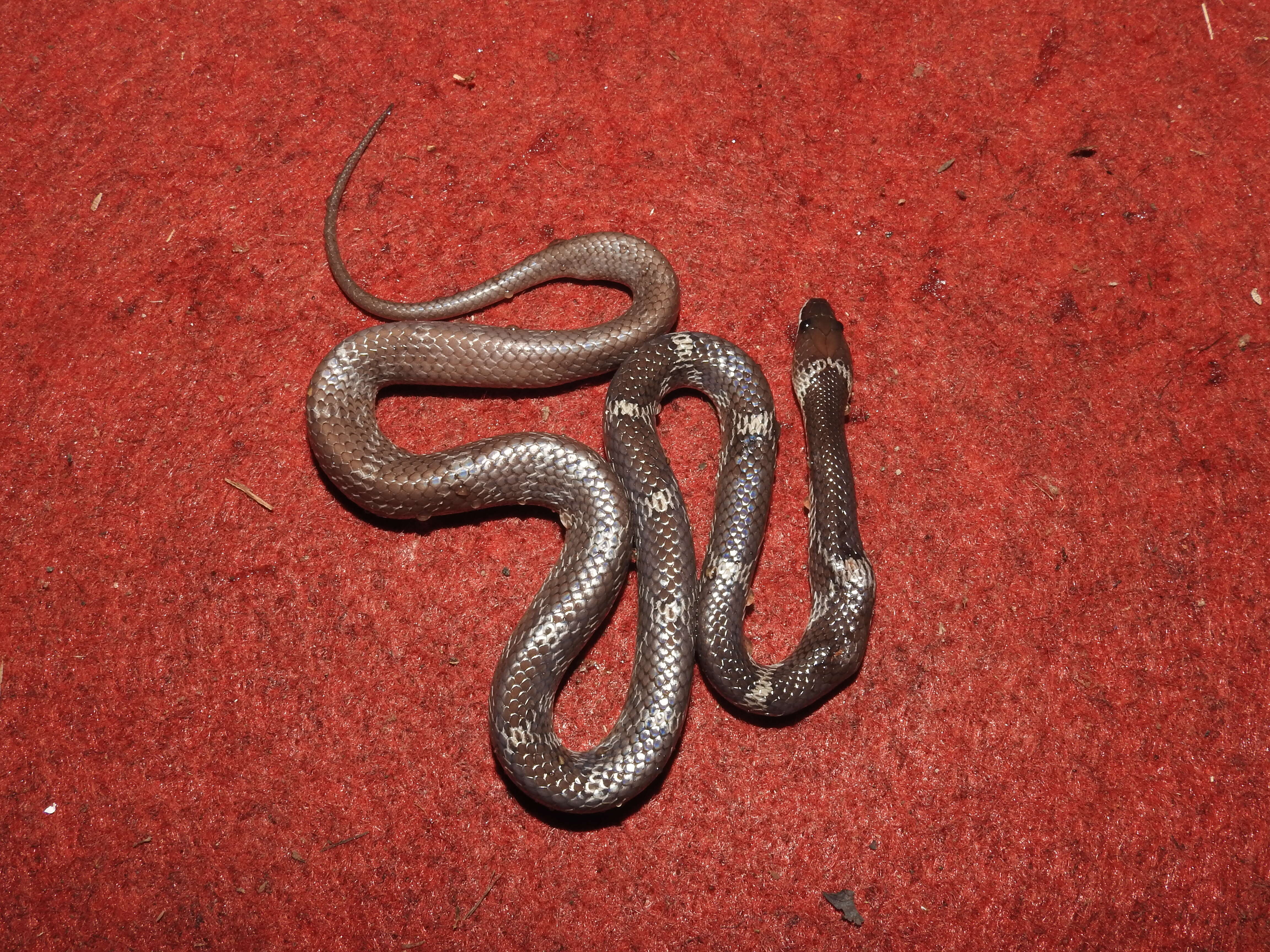 Image of Common Wolf Snake