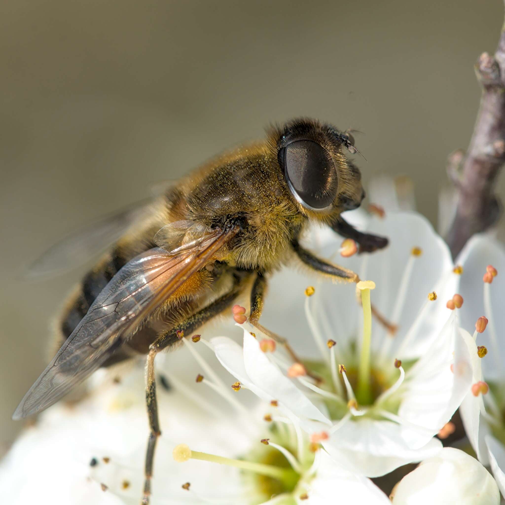 Image of Eristalis pertinax (Scopoli 1763)