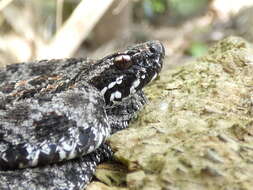 Image of Pygmy Rattlesnake