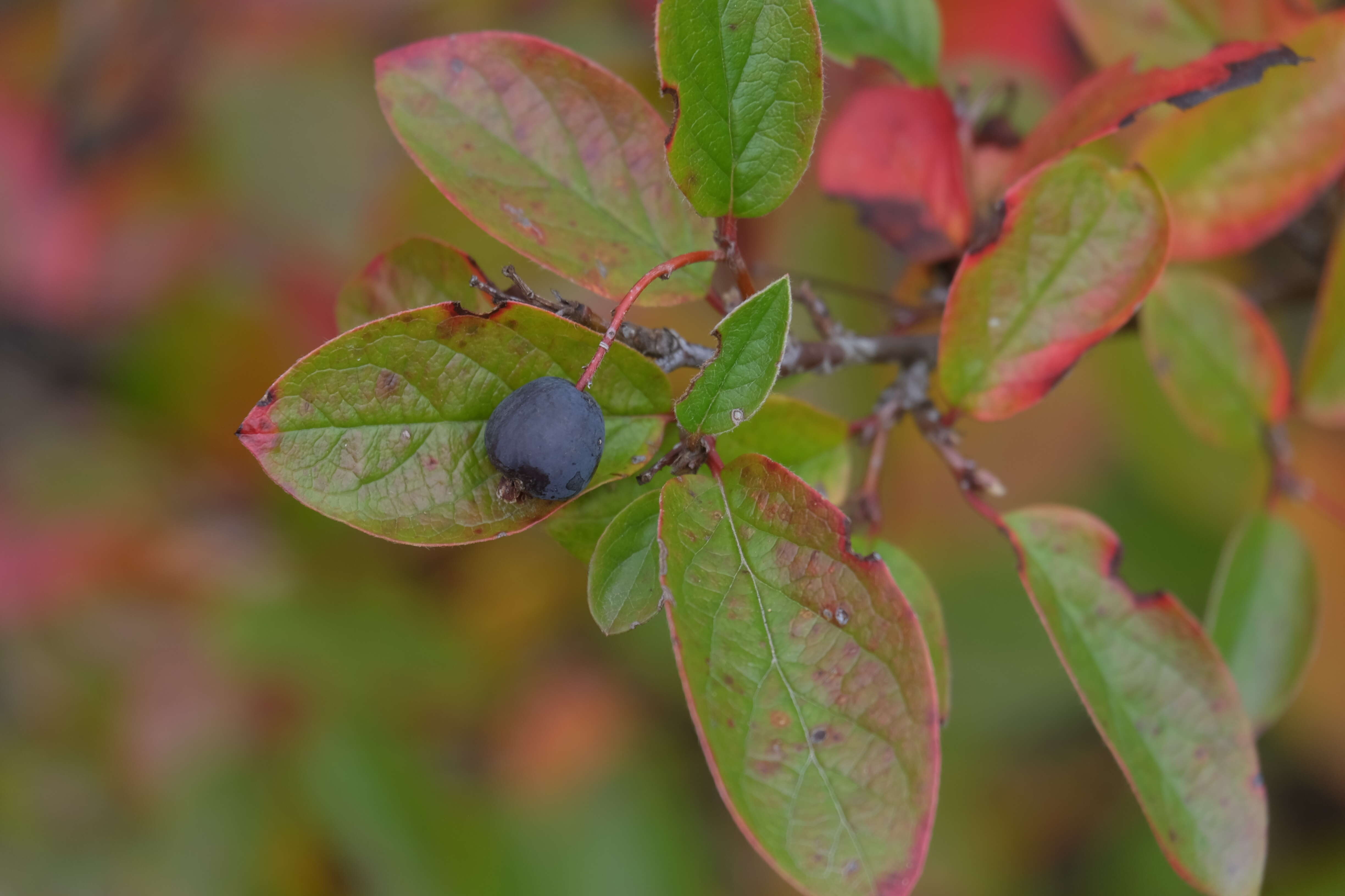 Cotoneaster acutifolius Turcz. resmi