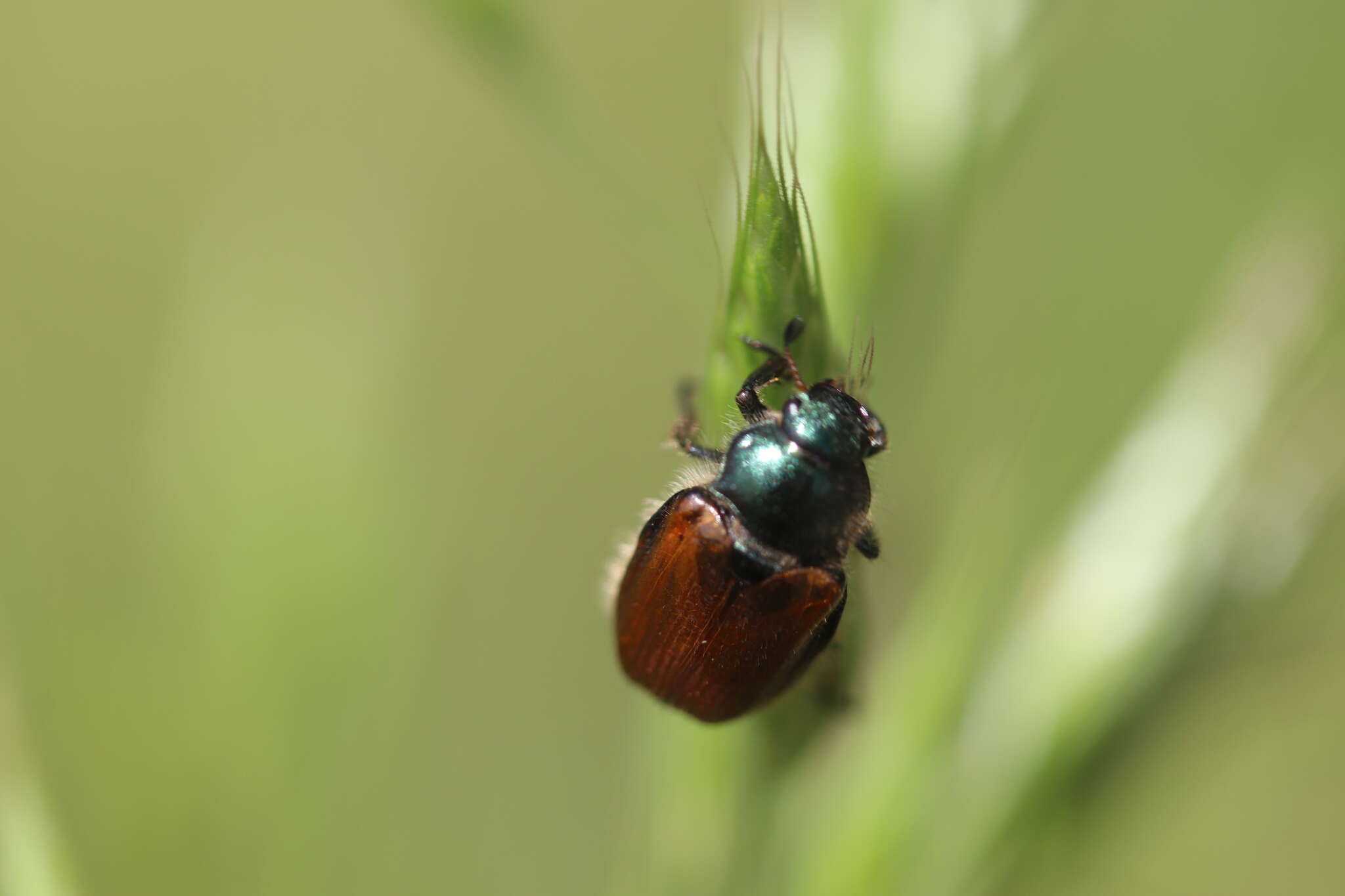 Image of Phyllopertha