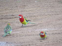 Image of Eastern Rosella