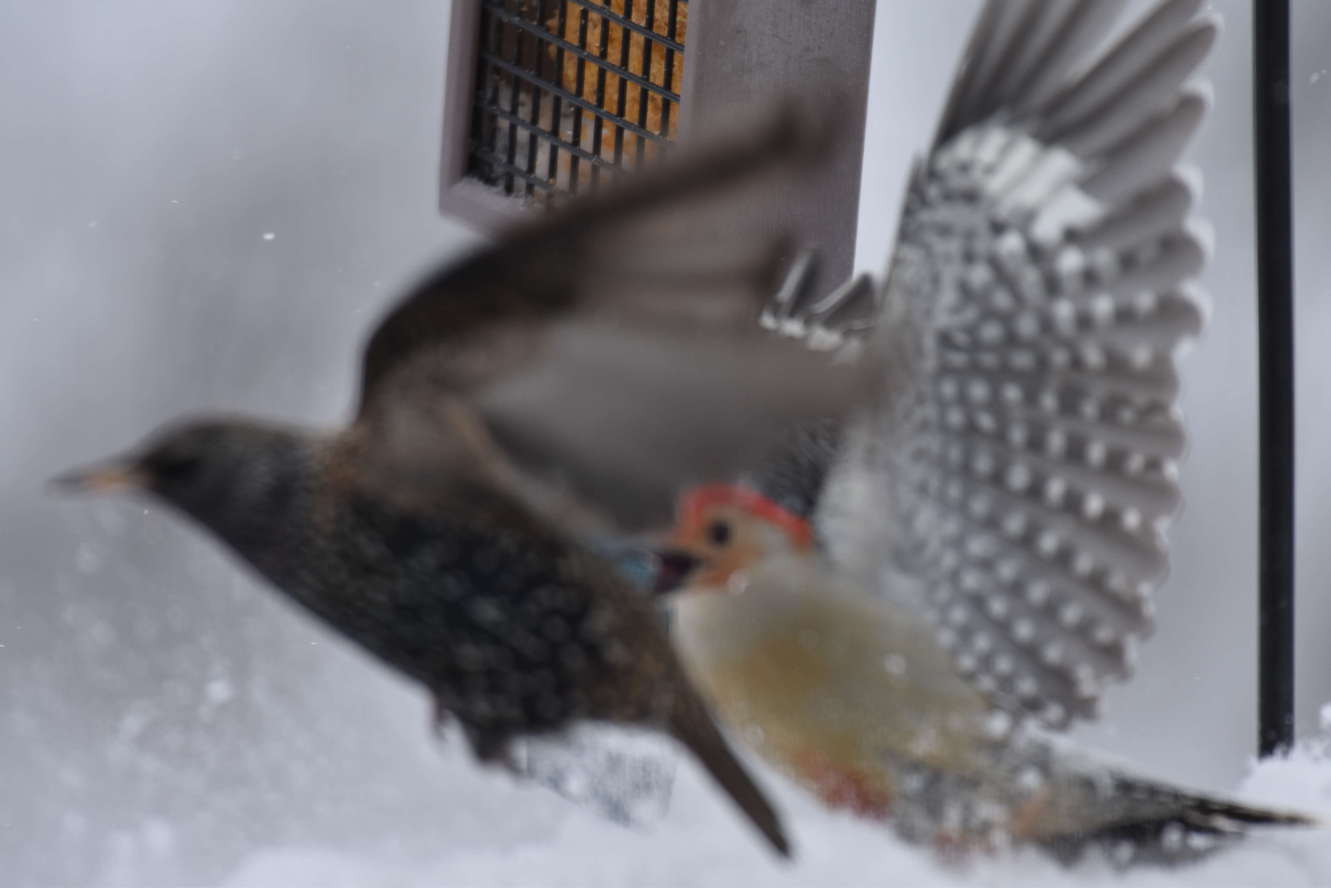 Image of Red-bellied Woodpecker