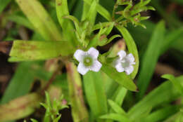 Image of longleaf summer bluet