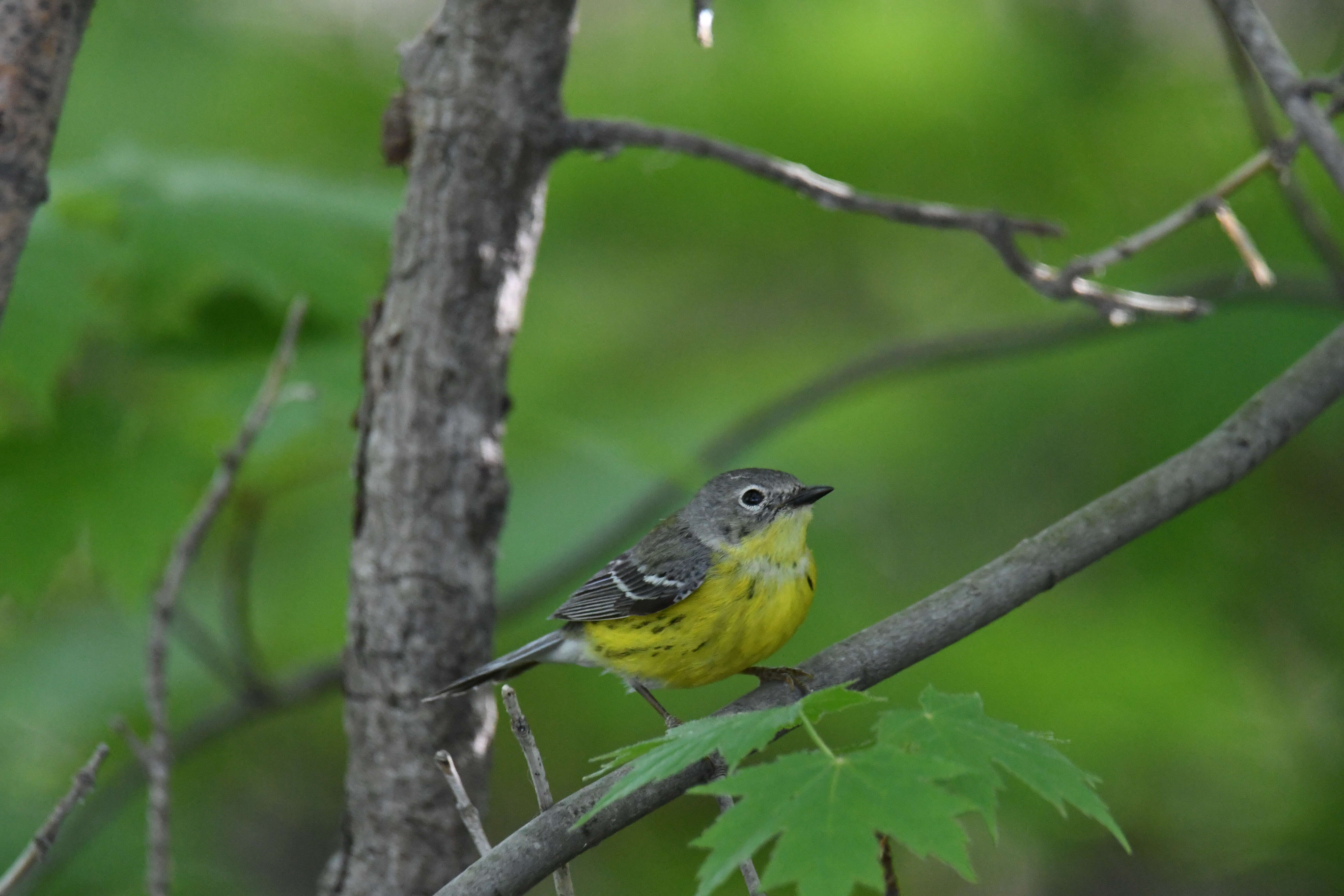 Image of Magnolia Warbler