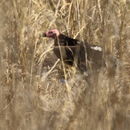 Image of Red-headed vulture