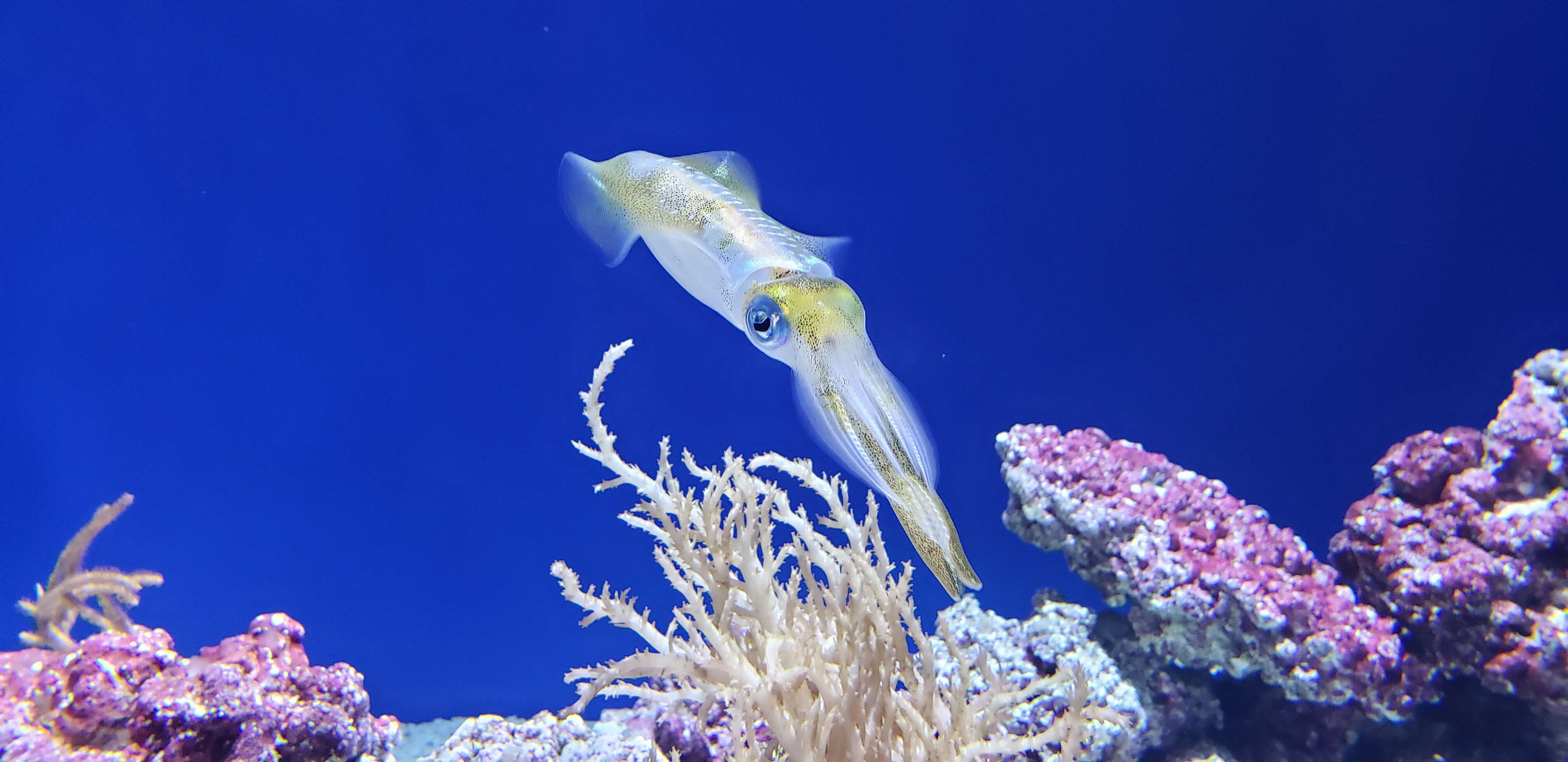 Image of bigfin reef squid