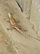 صورة Agama lionotus Boulenger 1896