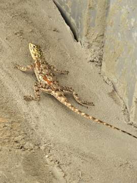 Image of Kenya Rock Agama