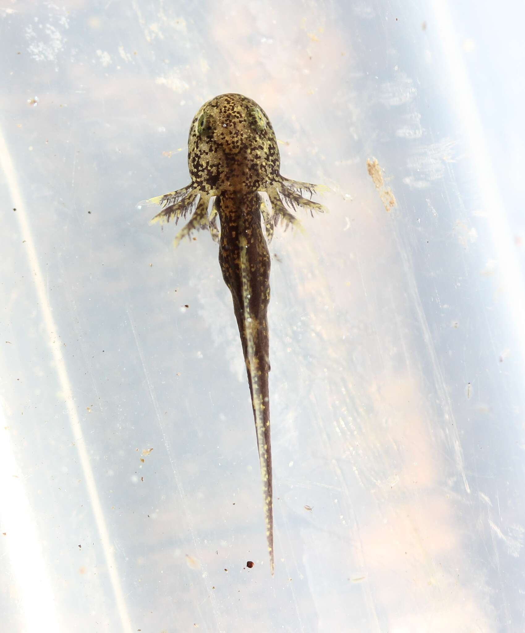 Image of Smallmouth Salamander