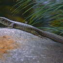 صورة Zonosaurus maximus Boulenger 1896